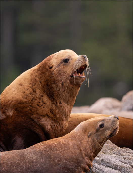 Three brown sea lions on a rock